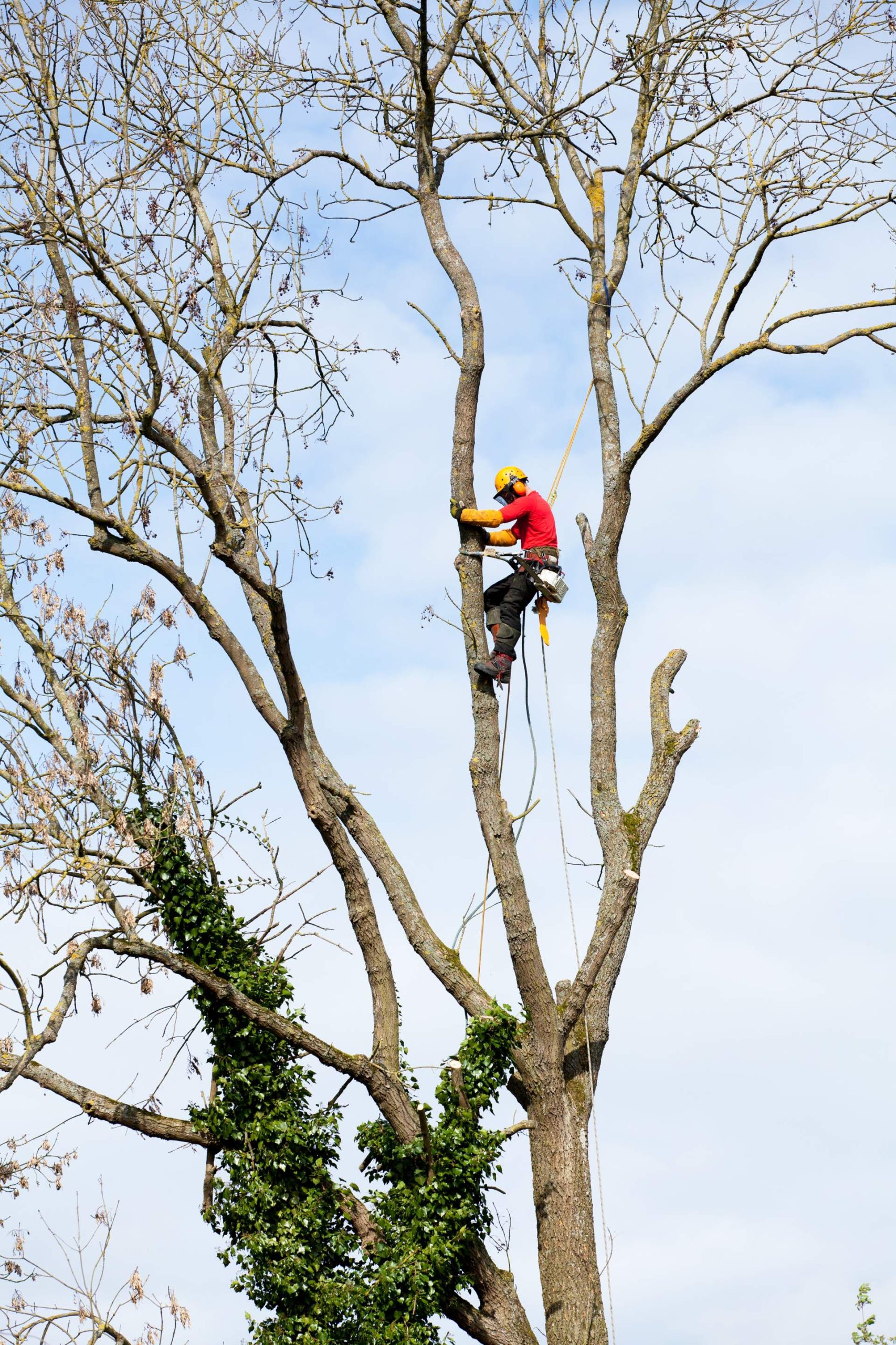 Premium NW Tree Service
